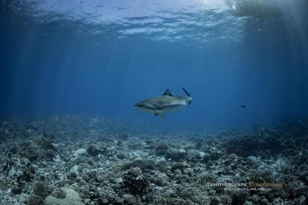 A tiger shark (Galeocerdo cuvier),