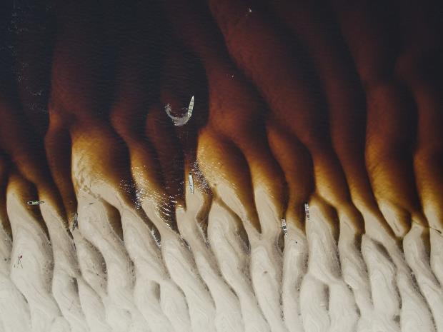 A blacktip reef shark (Carcharhinus melanopterus)