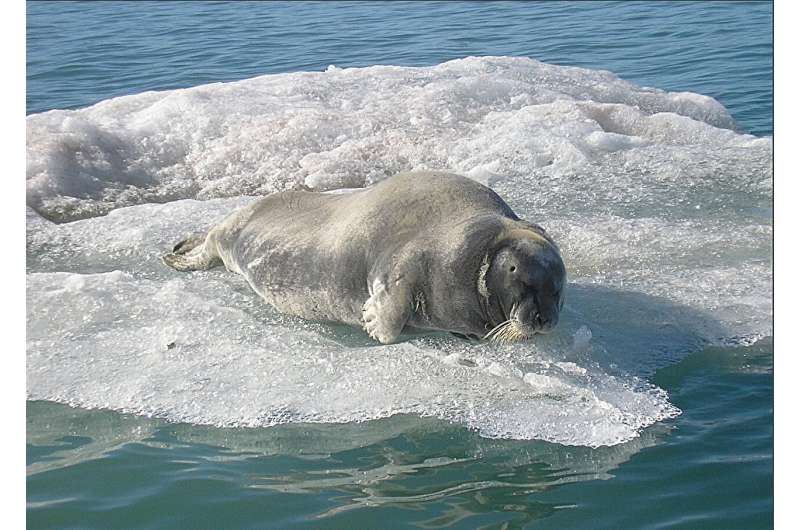 Seals stay warm and hydrated in the arctic with larger, more co<em></em>nvoluted nasal passages