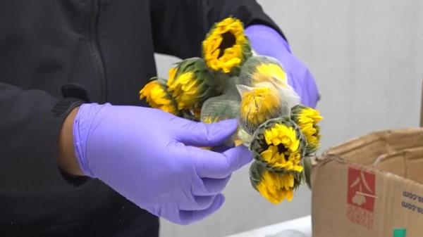 Miami deals with 90% of the Valentine's flowers sold in the US