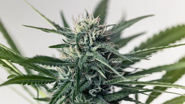 cannabis plant 780<em></em>x440