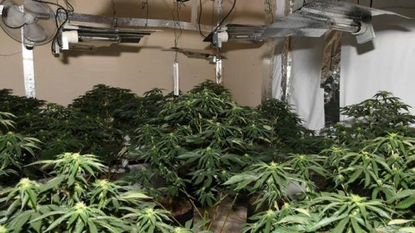 Ilir Kasa's cannabis farm in Harthill. Pic: Natio<em></em>nal Crime Agency