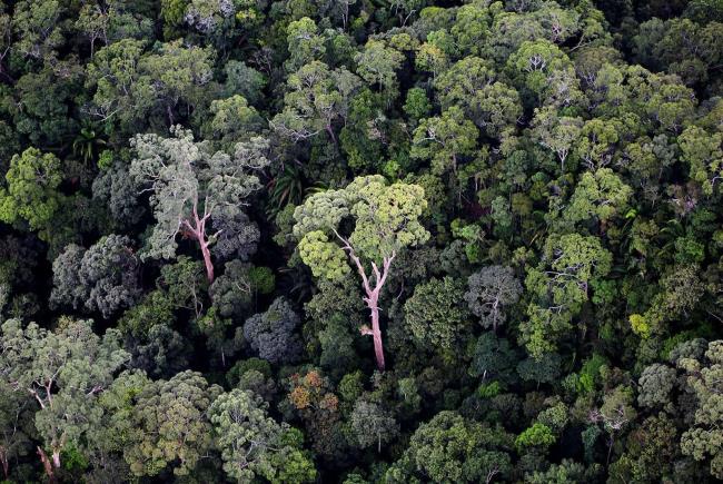10-tropical-seasonal-forest-biome-facts