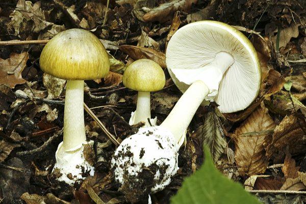 Australia's (Alleged) Mushroom Murders Raise The Question Of How Women Kill