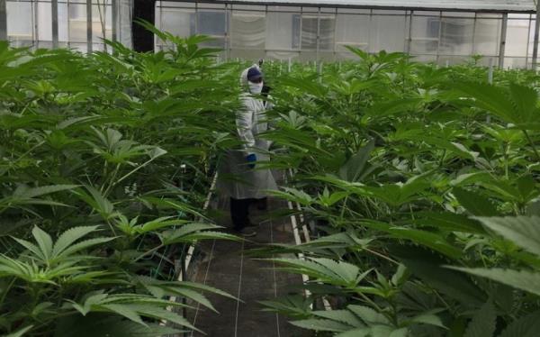 After a State Audit, Santa Barbara County Will Tweak Cannabis Licensing
