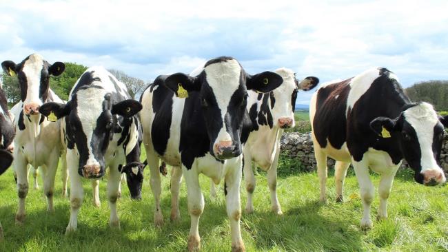 26-amazing-facts-a<em></em>bout-dairy-farms