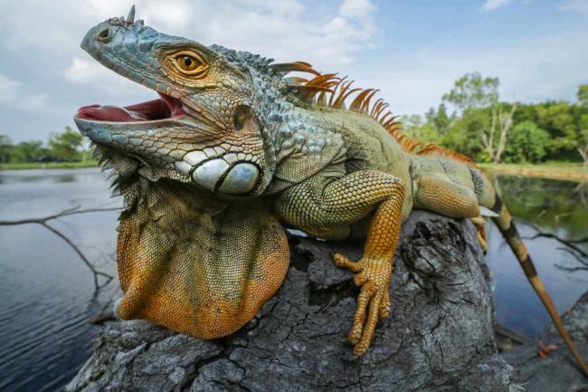 22-amazing-facts-a<em></em>bout-the-green-iguana
