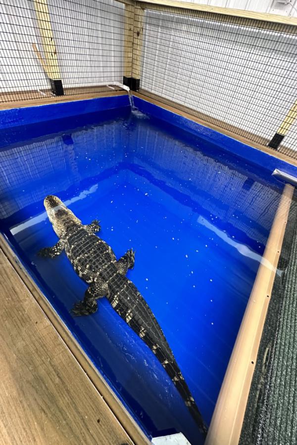 The Philadelphia couple had the alligator named 