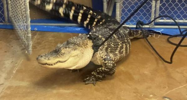 Rescuers planned for Big Mack to be flown to Michigan -- but the 8-foot alligator was too massive for the plane. 