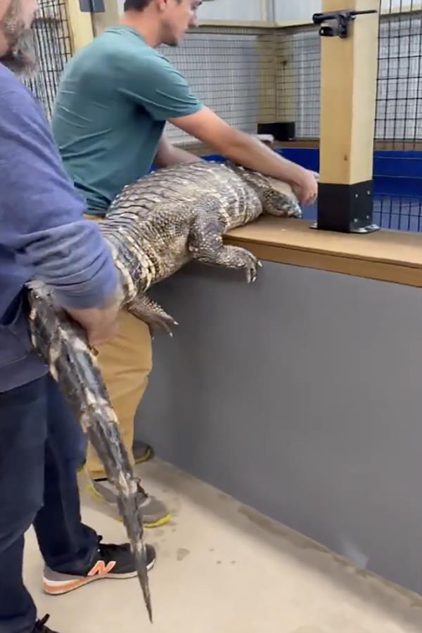 The alligator 