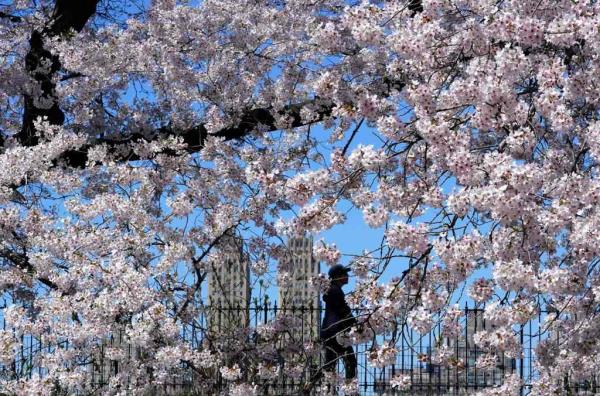 It looks like allergy season will be extra-bad this year. 