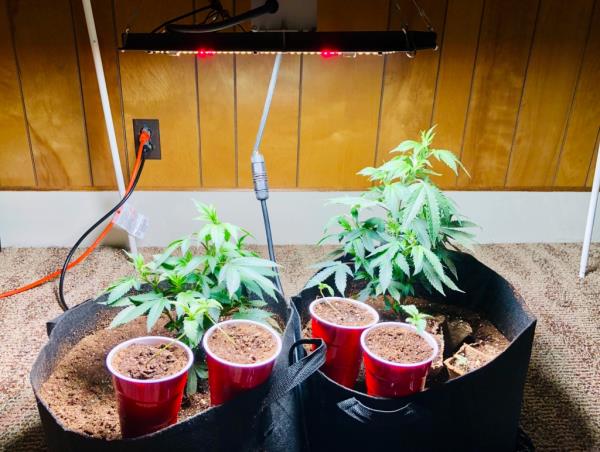 Medical cannabis seedlings and young plants in early vegetation stage.