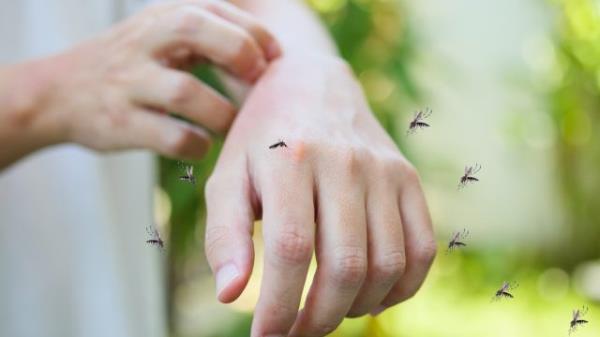 Several Mosquitoes Flying Around a Hand