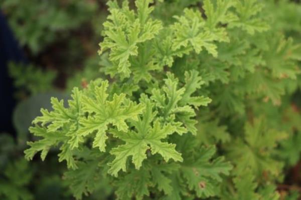 Citro<em></em>nella Leaves