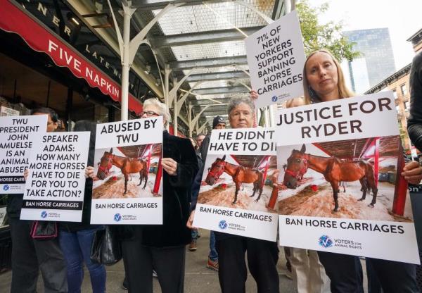 Protesters demo<em></em>nstrating against horse-drawn carriages