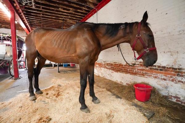 Ryder, an abused carriage horse.