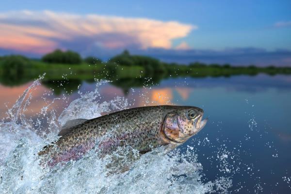 Fresh water fish