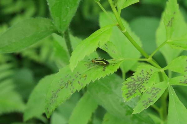 The four-lined plant bug along with its characteristic feeding damage.