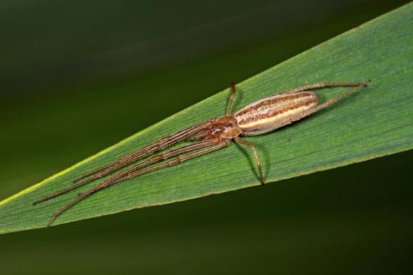 A Tetragnatha spider.