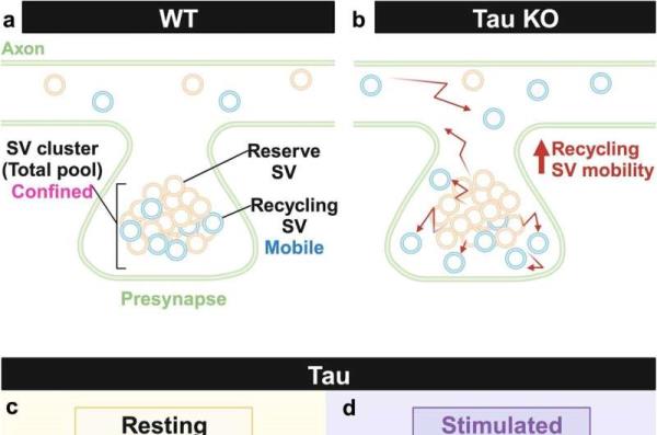 Revealing the behavior of tau proteins at the presynapse through protein mapping