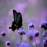 2到3元的股票有哪些_有没有股票从几元涨到几十元_股票多少元