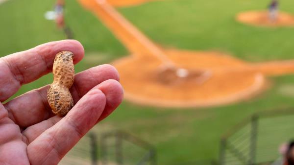 The relatio<em></em>nship between ba<em></em>seball and peanuts dates to 1895. They are sold in most major and minor league ba<em></em>seball parks including Five County Stadium in Zebulon, N.C. Hampton Farms of Severn, N.C. supplies the Carolina Mudcats.
