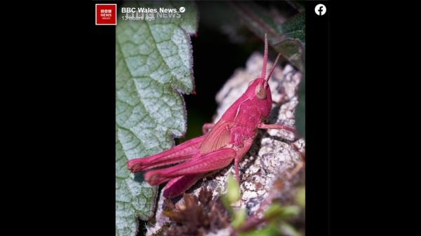 A man working in his garden in Llandegfan, Wales, spotted a rare pink grasshopper whose “vivid color” was caused by a genetic mutation, photos show.