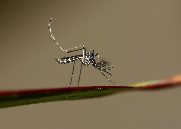 Health D-G: Dengue cases down from Feb 4 to 10, one death reported nationwide