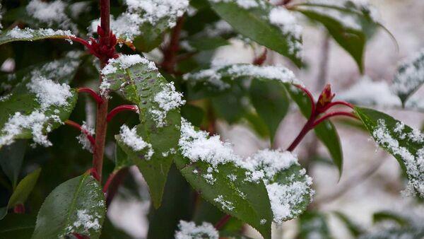 Garden Q&A: Hedge leaves have holes and are curling up. Why