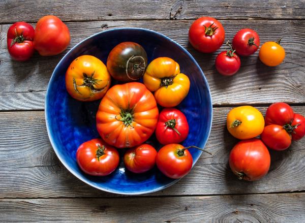 tomatoes growing on vine