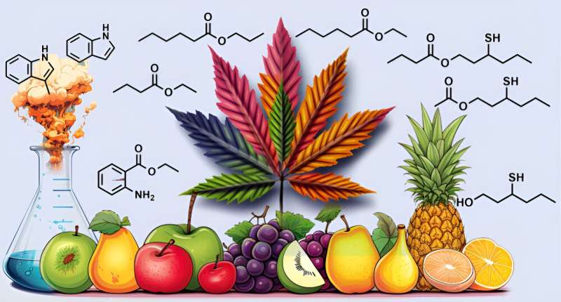 A closer look at the compounds and molecules involved in giving cannabis its unique scent