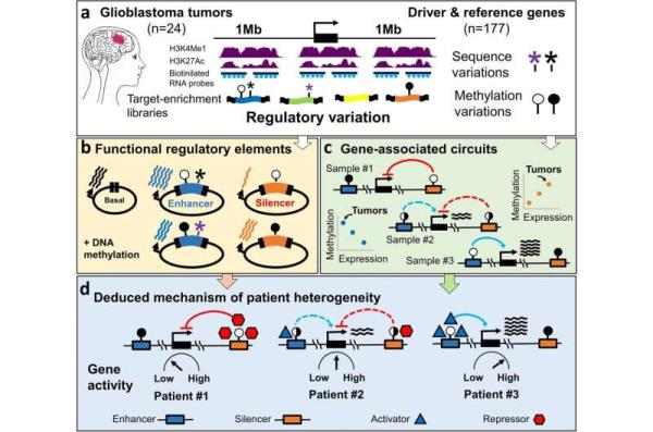 Unlocking the genetic mysteries: DNA methylation of gene silencers sheds light on disease variation