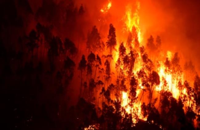 A forest in flames during a wildfire at Portugal’s Pedróg?o Grande