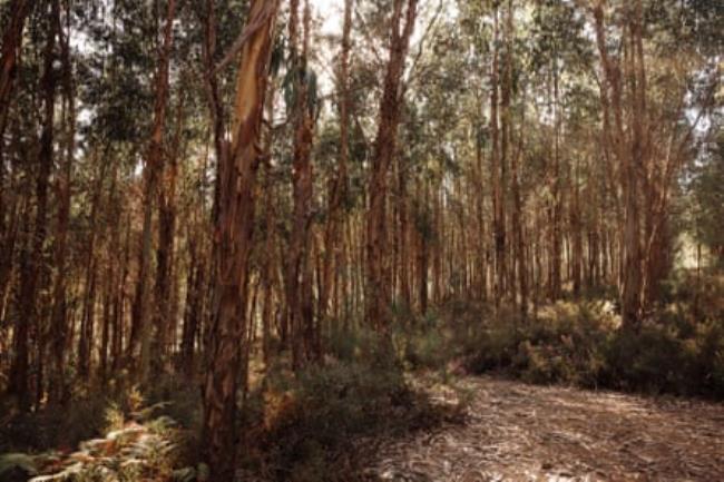 A landscape surrounded by eucalyptus plantations in different stages of growth, Pedróg?o Grande