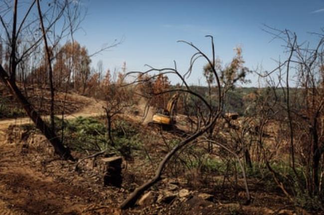 Burned eucalyptus plantation near Moinho das Freiras in Pedróg?o Pequeno