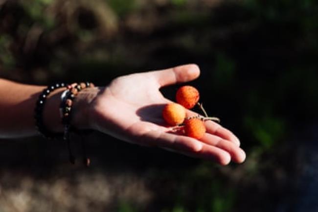 Sofia Carmo shows the fruit of the strawberry tree, known as ‘medronho’ in Portugal