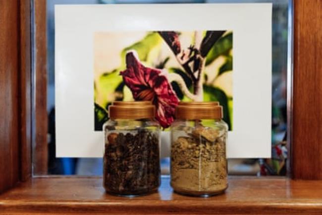 Samples co<em></em>ntrast eucalyptus tree plantations with land wher<em></em>e indigenous plants and trees are cultivated