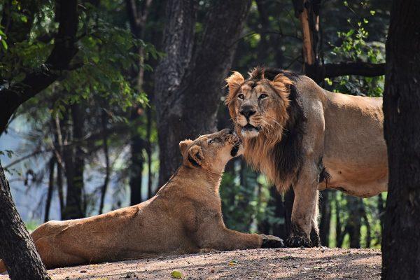 A ‘Muslim’ Lion Cohabiting With a ‘Hindu’ Lio<em></em>ness Has Got the Goat of India's Hindutva Activists