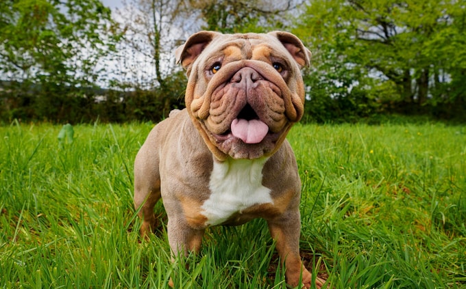Bulldog