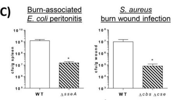 Graphs depicting number of bacteria in spleen or wound of mice.