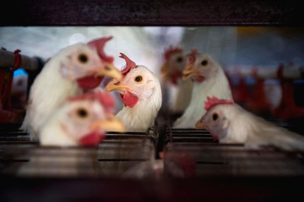Central Japan reports first avian flu outbreak of season
