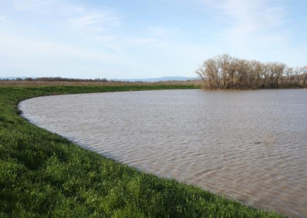Sacramento River water pools by the levee bordering the Willow...