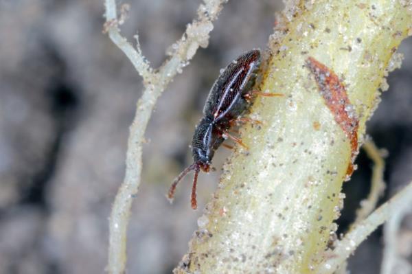 Pygmy mangold beetle - Atomaria linearis on the root of sugar beets.