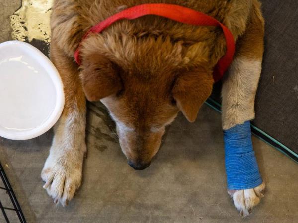 A dog lies on the ground with a bandaged foot