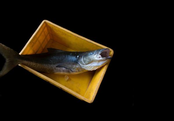 Cobia fish with its mouth open, inside a container, with a black background