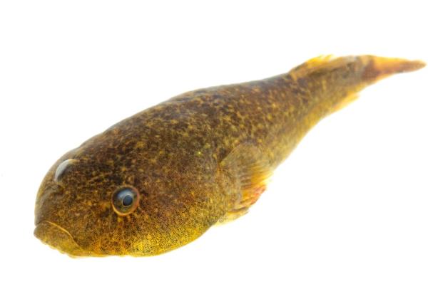 a skilletfish, 