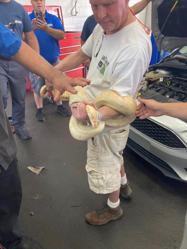 Russell Cavender, the Snake Chaser, pulled an 8-foot-long albino boa co<em></em>nstrictor out of a car's engine on Tuesday.