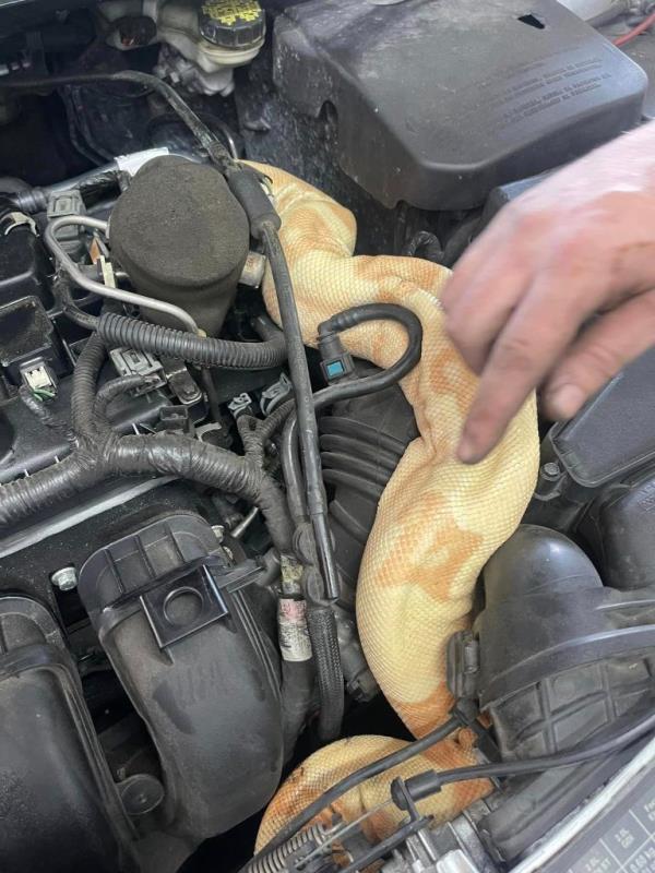 Cavender helped the snake wriggle out after it appeared to be lodged in between all the internal parts.