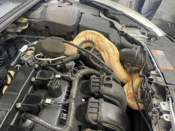 Mechanics at Beach Automotive, in Myrtle Beach, found the serpent when they pulled up the hood of a Ford Focus. 