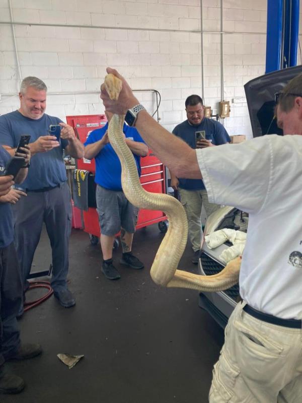 The mechanics all took pictures and videos of the moment the snake was removed.